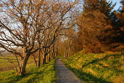 Bruholmen høst